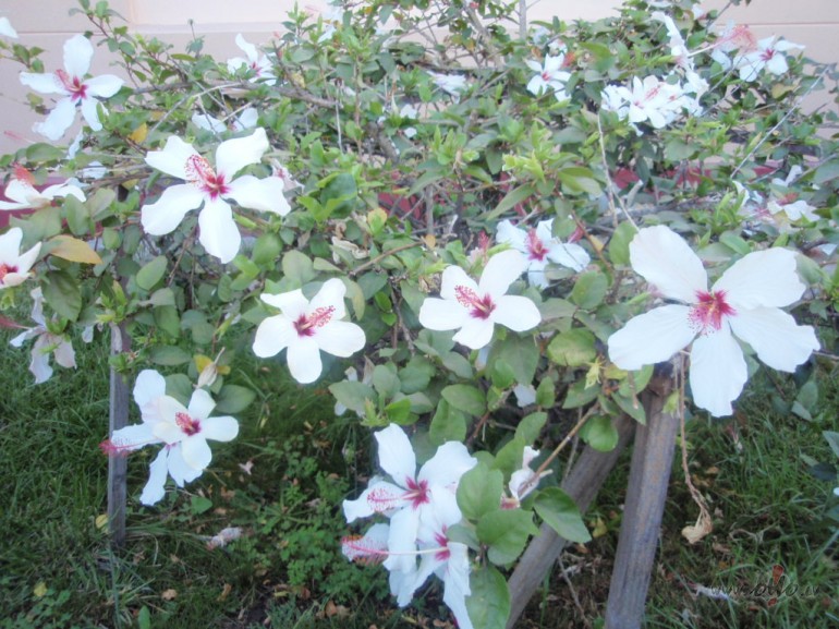 ...... un vasara bija tik vienu ...