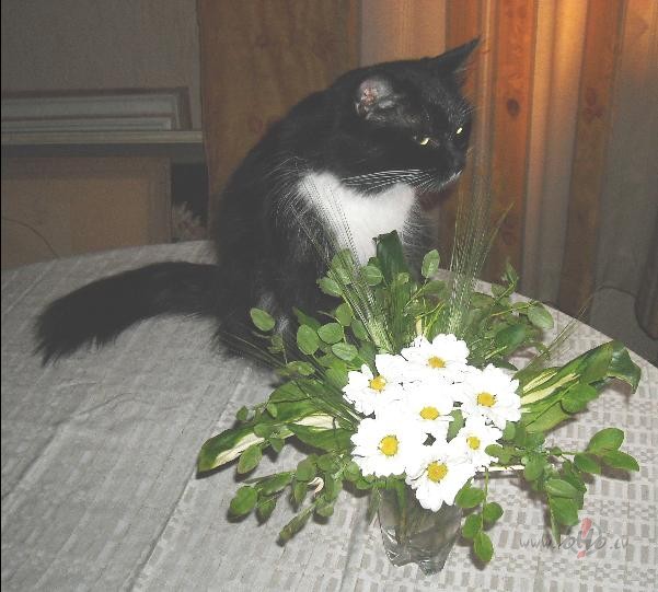 V�l�k b�s vair�k.