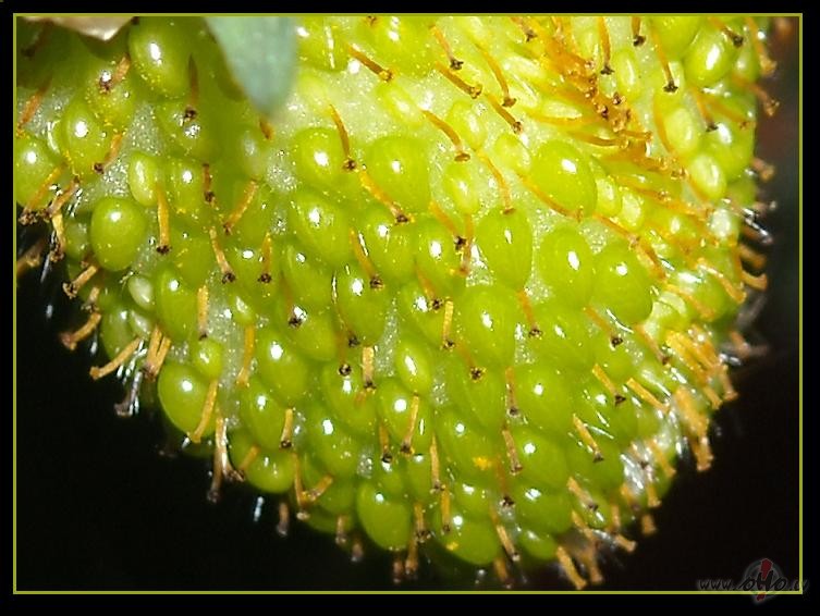 Zemene. T�da joc�ga:))