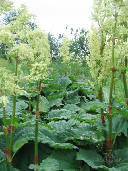 ..salas�jos dienasgr�mat�s ....meitenes run� par rabarberu zapti...J� ...