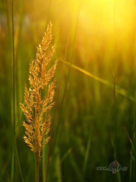 Vakardienas saule �odien sp�d,vai j�maks� par to b�s r�t?