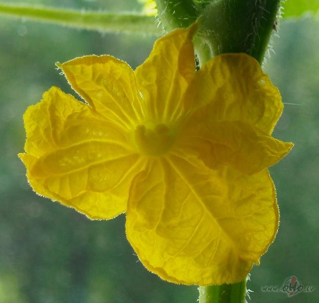 Gur�is uzzied�ja!