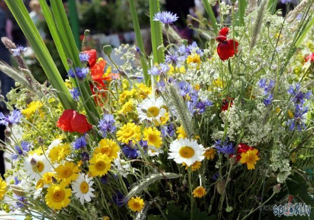 gai�us saulgrie�us:)!