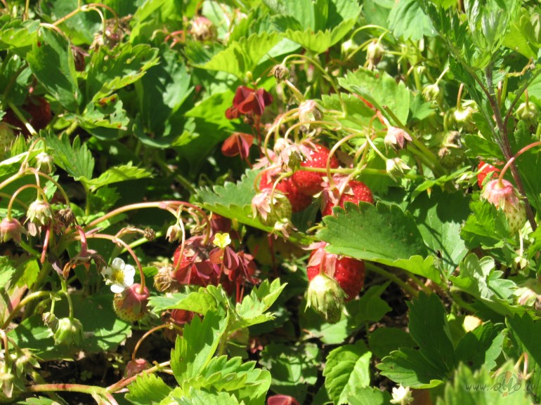 ...visi tikai par sieru ...alu ...�a�likiem...p�r�dzi�iem...Es atkal ...