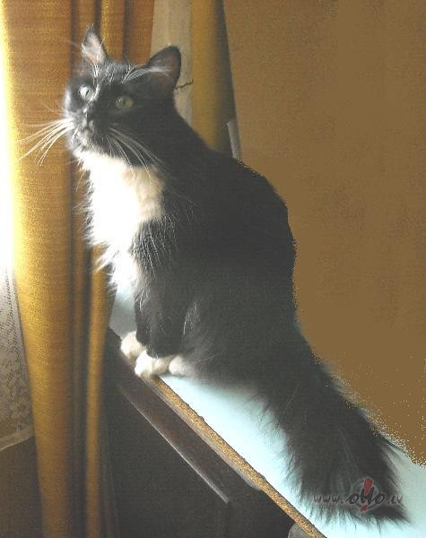 PRINCIM BALTAJ� ZIRG�