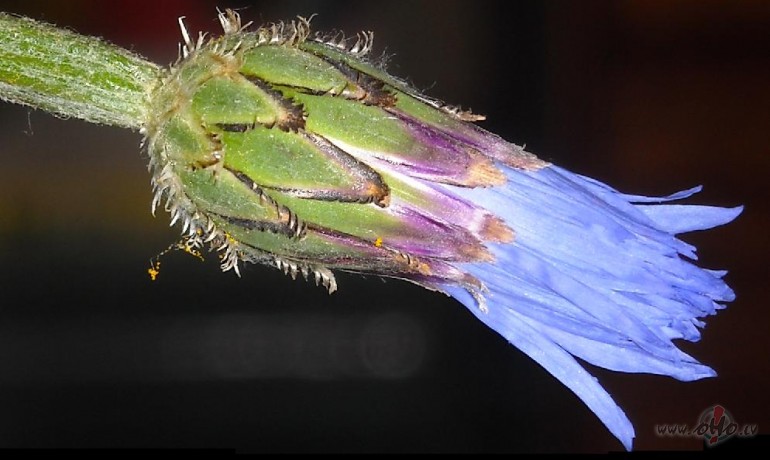 K� rudzupu�e ziedputek��us birdin�ja...