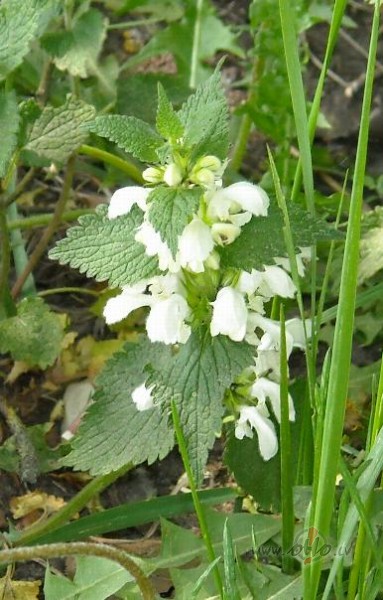 Kaut kas...ziedo�s!