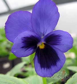 &nbsp;�odien pats P�ter�tis ar J�n�ti ties�sies:- J��a b�rni ...