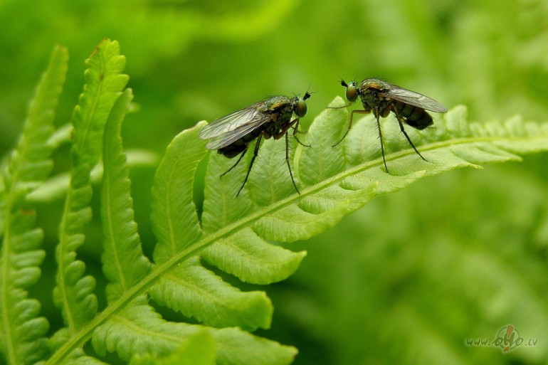 Str�das divas draudzenes.
- Mu��e gatav�!
-Pati t�da.Un v�l divreiz ...