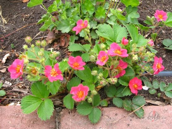 �oti daudz ko var piedot .
............... daudz ,ta�u ne visu.