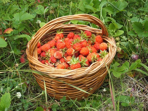 �odien priec�jiesklausies ko v�j�klusi liepziedos �ukst,netrauc� ...