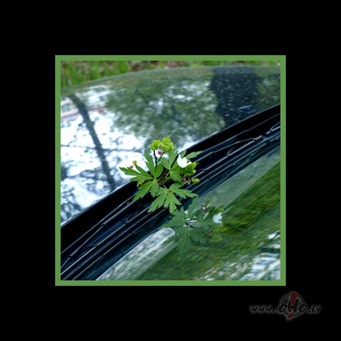 Istab� beidzot v�sums ir cer�ba aizmigt pilnm�ness k� veca taksofona ...