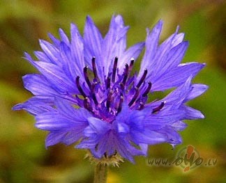 Pats vasaras vidus! Cik skaista ir m�su zem�te! Liekas, t� ir jauk�k� ...