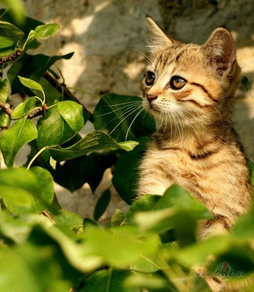 Kas Tu esi?Laime vai sods???????????????Gan, gan jau k�dreiz ...