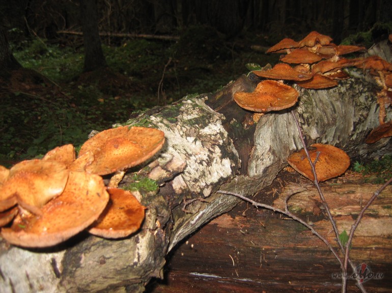 ...l�st ...beidzot l�st...Joga b�s priec�gs,me�� augs s�nes ...