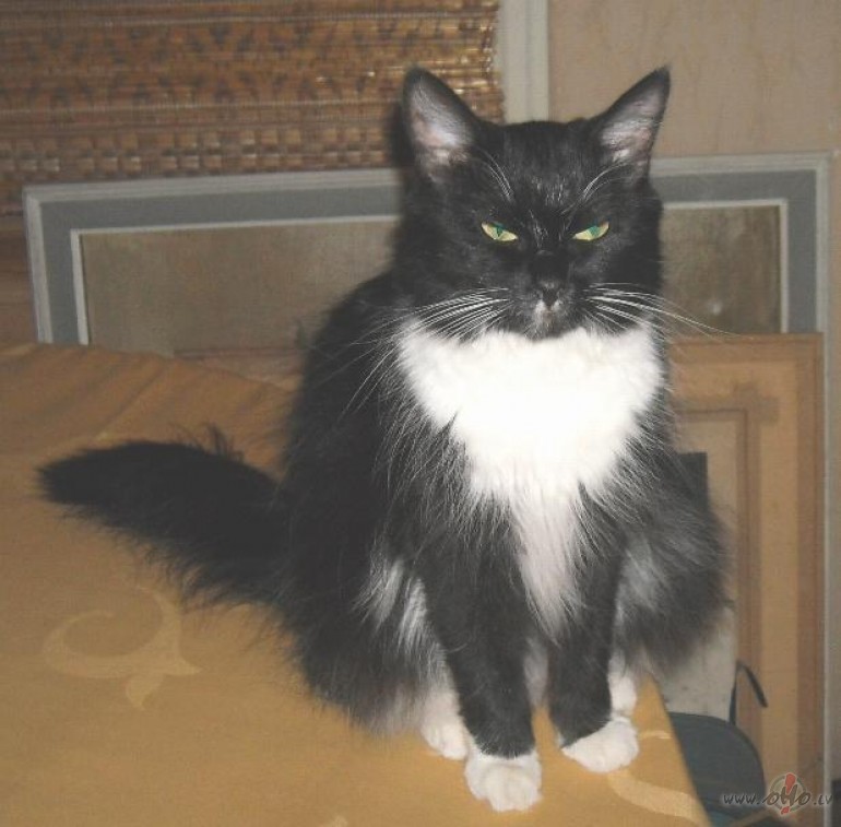 Pluksa po kitaiski:))