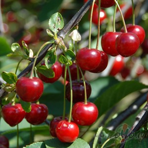 Man p�ri �ir�u lietus l�st,k� negaiss sp�j�trauc �irsis viet�m ...