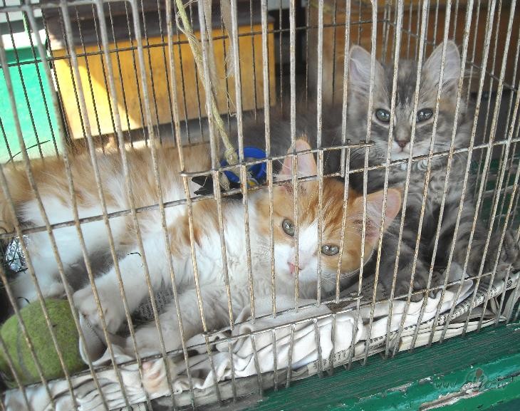 Ka�uki tirg�...5 ls gabal�