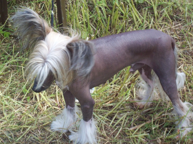 Man nav iebildumu pret gludiem un p�kainiem.Bet nav teikts,ka visiem ...