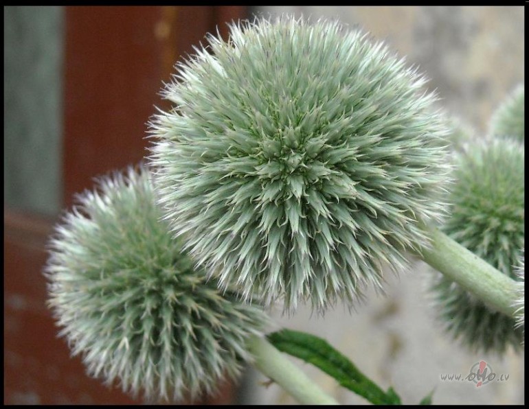 Mulsino�ais skaistums