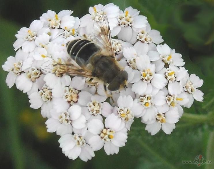 Pela��im viesi:))