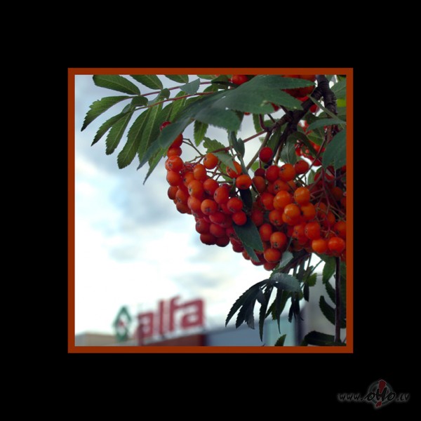 Vasara tie&scaron;i &scaron;odien ir pusce��. sarkani p�l�d�i, vai ...