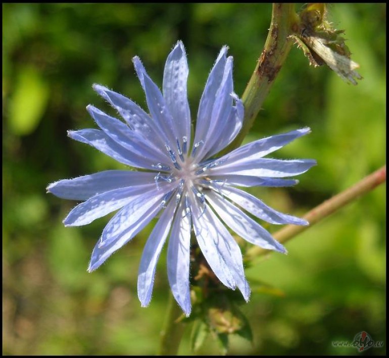 Un ar� cer�bu zieds...