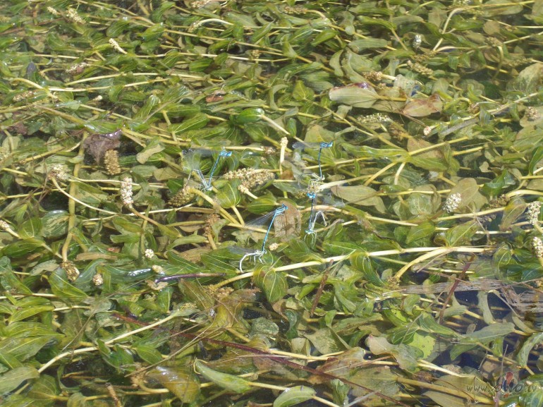 Sp�res ir gracioz�kas k� sien��i.:)