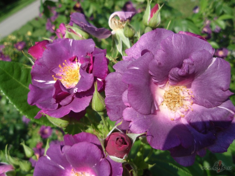 Aijai par&nbsp; pirmo dziesmu !