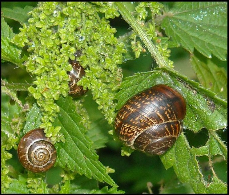 Glieme�u pusdienlaiks