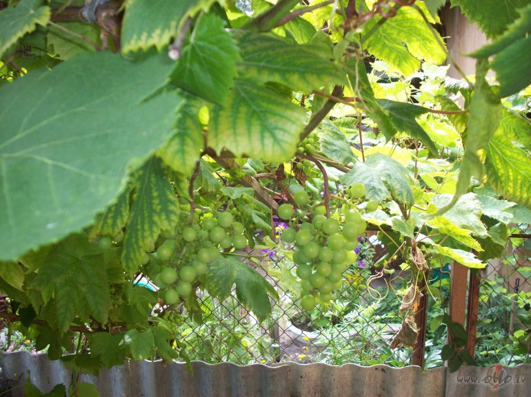 Jau augusts.To sagaid�t izn�ca d�rz� starp ziediem,pl�m�m un ...