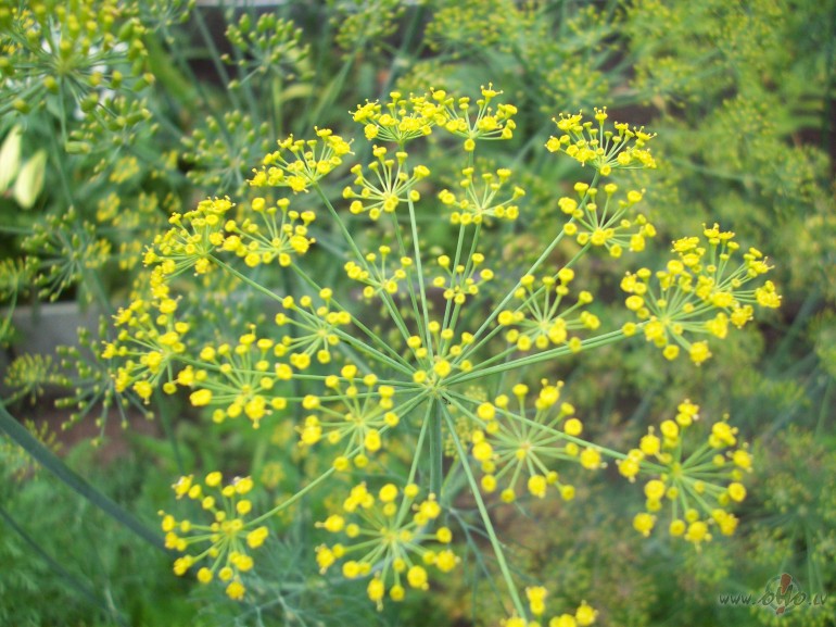 V�l jau vasara �auj-
Z�le aug,gur�i briest...
Bet jau lab�bu ...