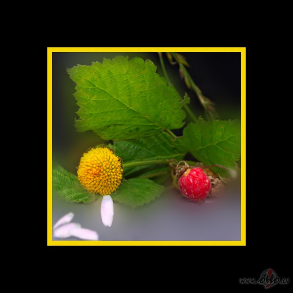   sirdij �eizargriezienu . . . ...