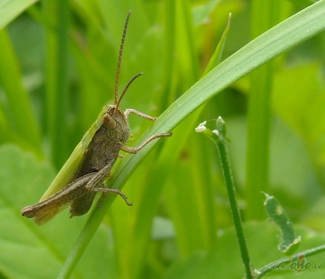 Sien��u t�mas papildin�jums