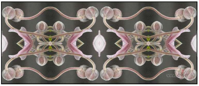 Anemones...mazliet cit�das...