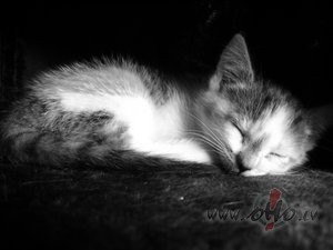 Sap�us jaukus �onakt skat�t,sirds,ko v�las ieraudz�t,sajust maigus ...