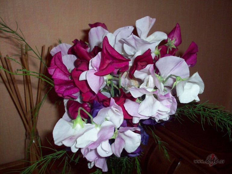 Pastaiga.Pu�uzirn��u Pu���tis.Pap��p�j�m.Pat�kami.:))