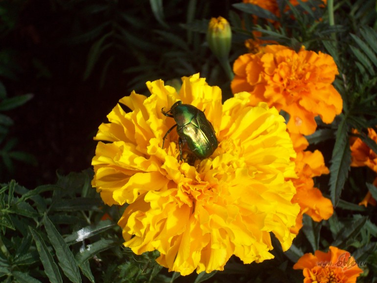 Gribas kaut ko labu.Un daudz.Ja nedaudz,tad izcilu.:)))