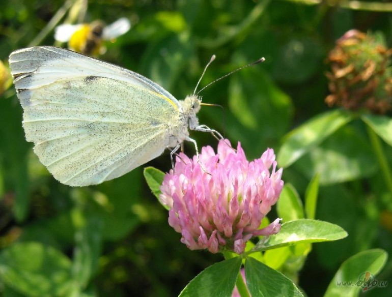 �odien satiku  princi:))