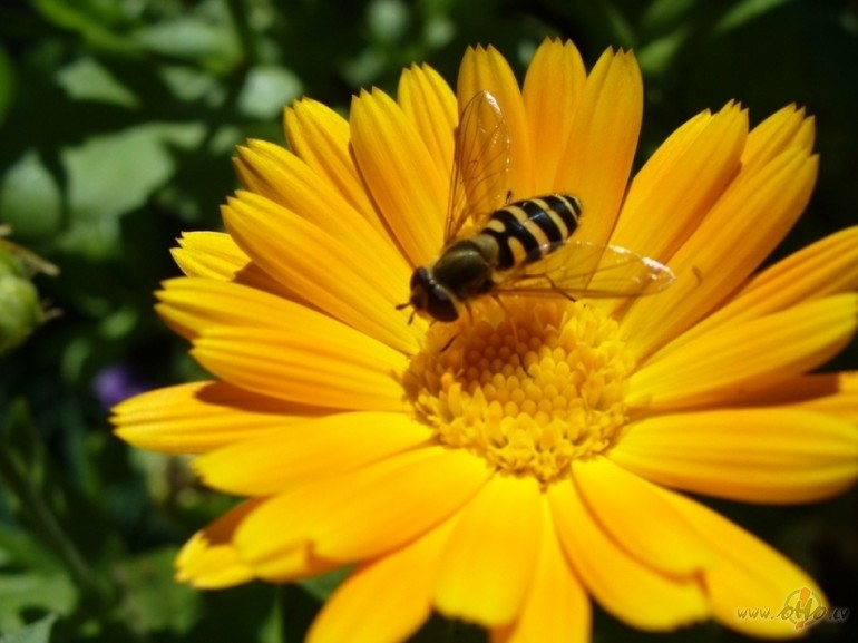 Diena k� bite maigi zum,no�er�u,ielik�u kabat� to,br�n��os tad,kur ...