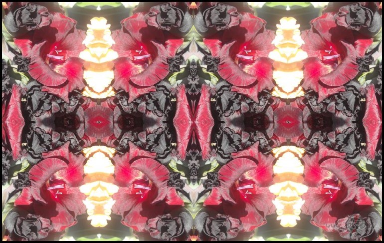 Un k� nu bez gladiol�m...