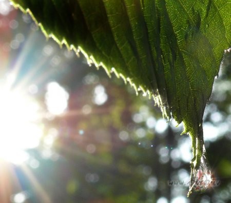 Mirdzi �odien un skanivisam melodij�m l�dzuzplauksti varav�ksn� ...