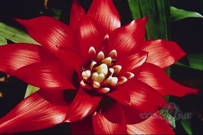 Ko lai dara, ka esmu pazudusi- nu n�, tikai slimoju... Piln�ga ...