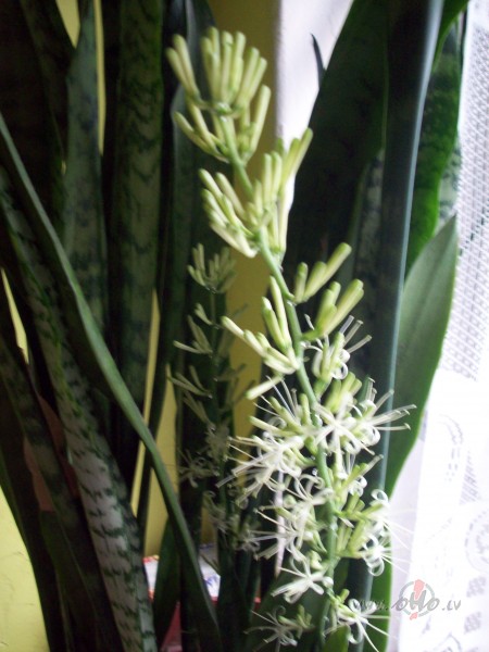 L�dakaste uzzied�jusi!!Un k� smar�o....