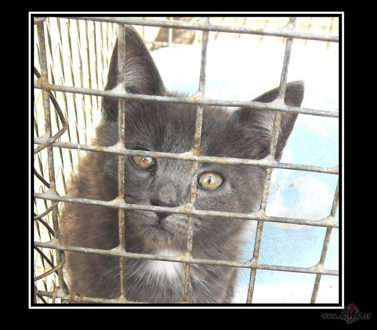 Ka�is ne no izst�des