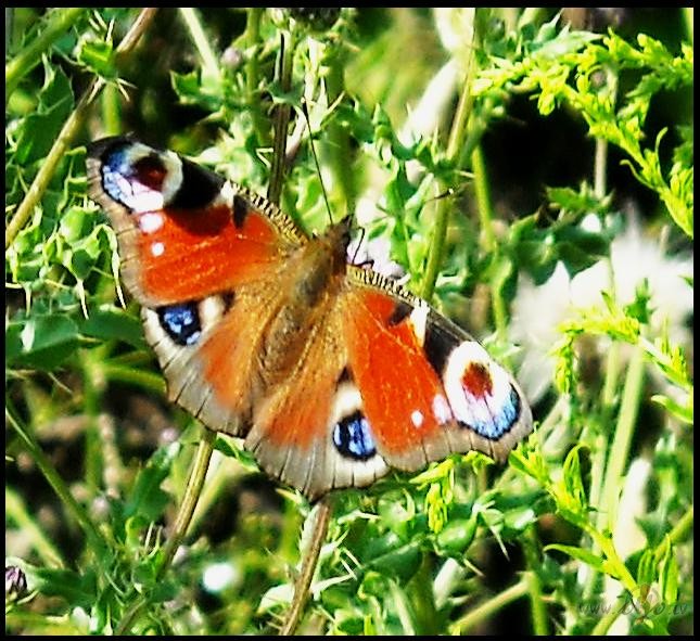 Es da�reiz paskatos...