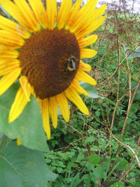 �urp gr�matas ..uz skolu
Es b��u teicamnieks.
Tad m�mi�ai un ...