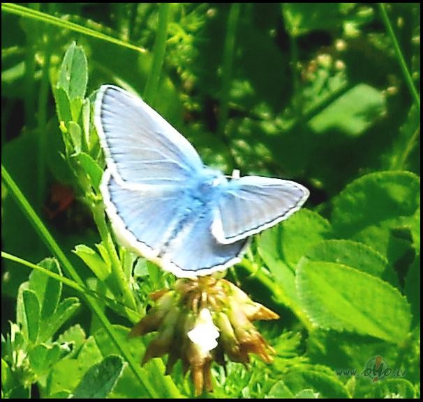 Ir v�l lab�k, k� cer�ts:))