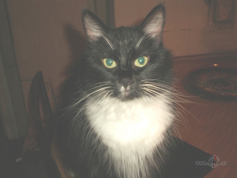 Ka��te kl�p�