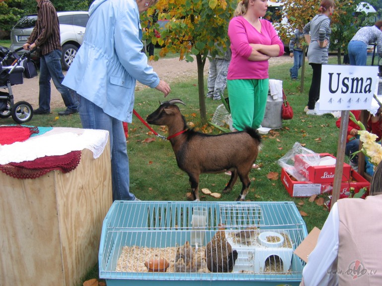 ...ko sadar�ju sv�tdien�...